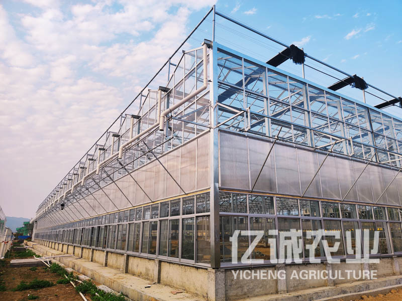 連棟溫室大棚廠家